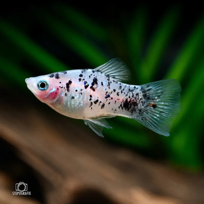 Echt Platy Kaffee-Milch (Xiphophorus maculatus)